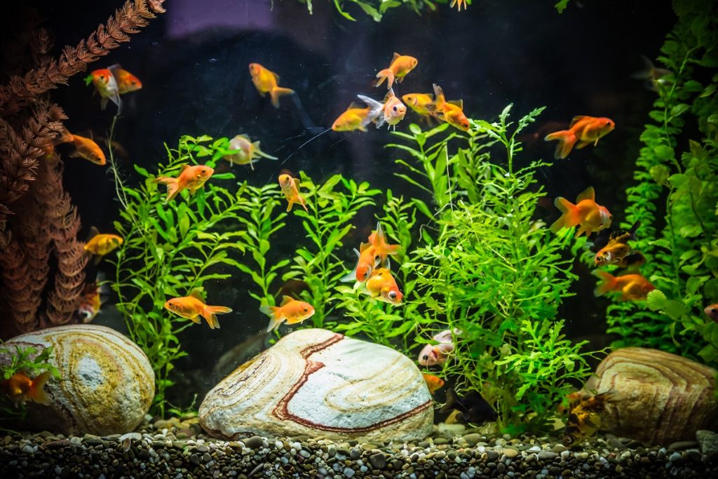 Fish Aquarium Tank